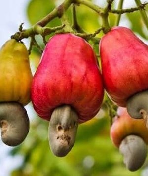 Prioritise local cashew processing to unlock jobs, boost export earnings – ACPG urges