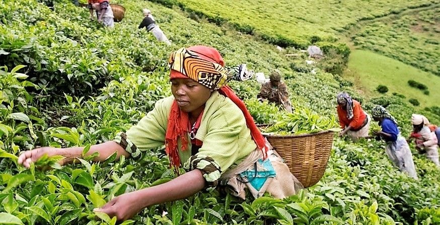 Agric withstands pandemic shock to record growth