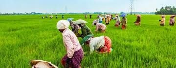 Applying gender lens to improve agriculture value chain