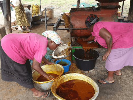 Editorial : Oil palm revival promising