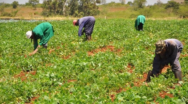 IMF deal hurting smallholder farmers