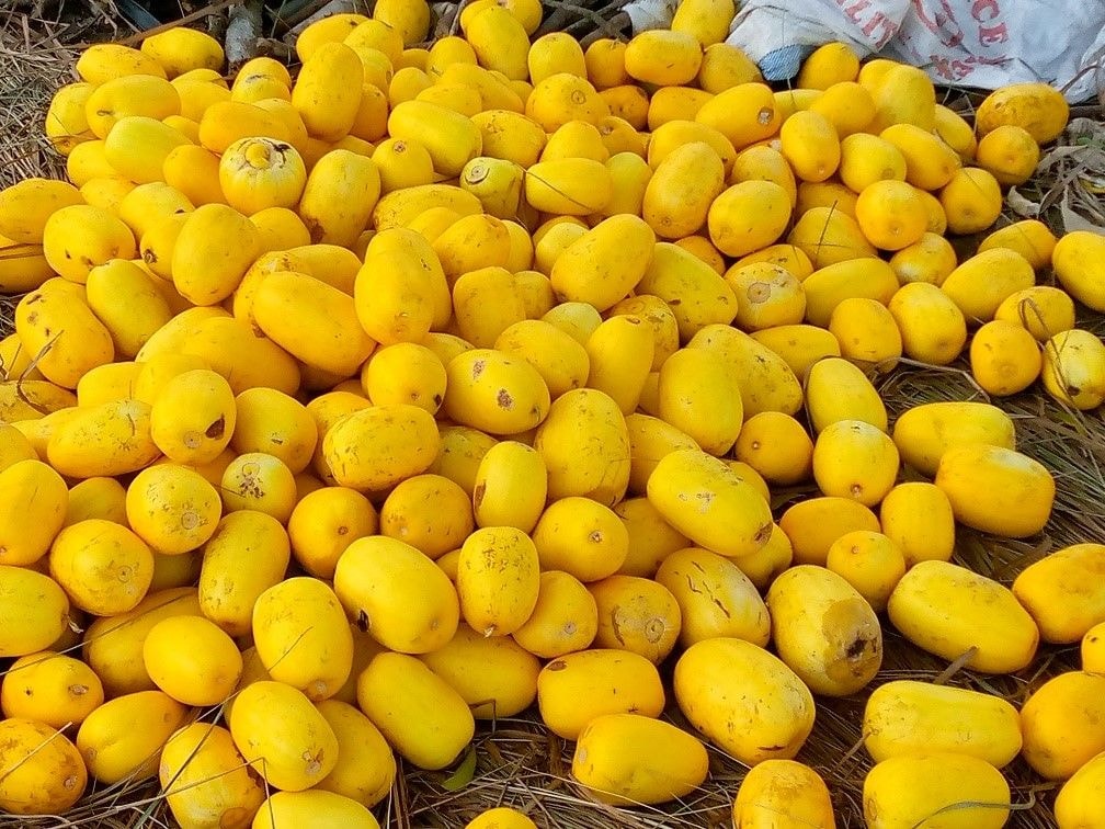 Yellow melon fruit left to rot on farms…as farmers bemoan lack of market 