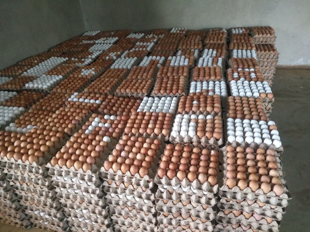 Falling egg price, low demand conundrum threatens poultry farming