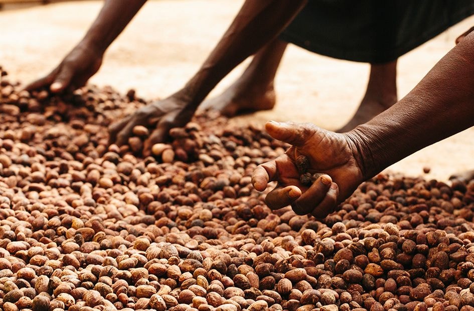 The Estée Lauder Companies Inc. joins the Global Shea Alliance
