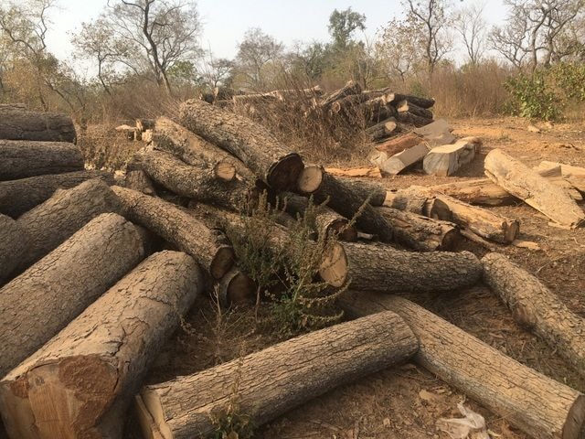 Savannah Region to ban illegal logging, charcoal burning & small-scale mining activities