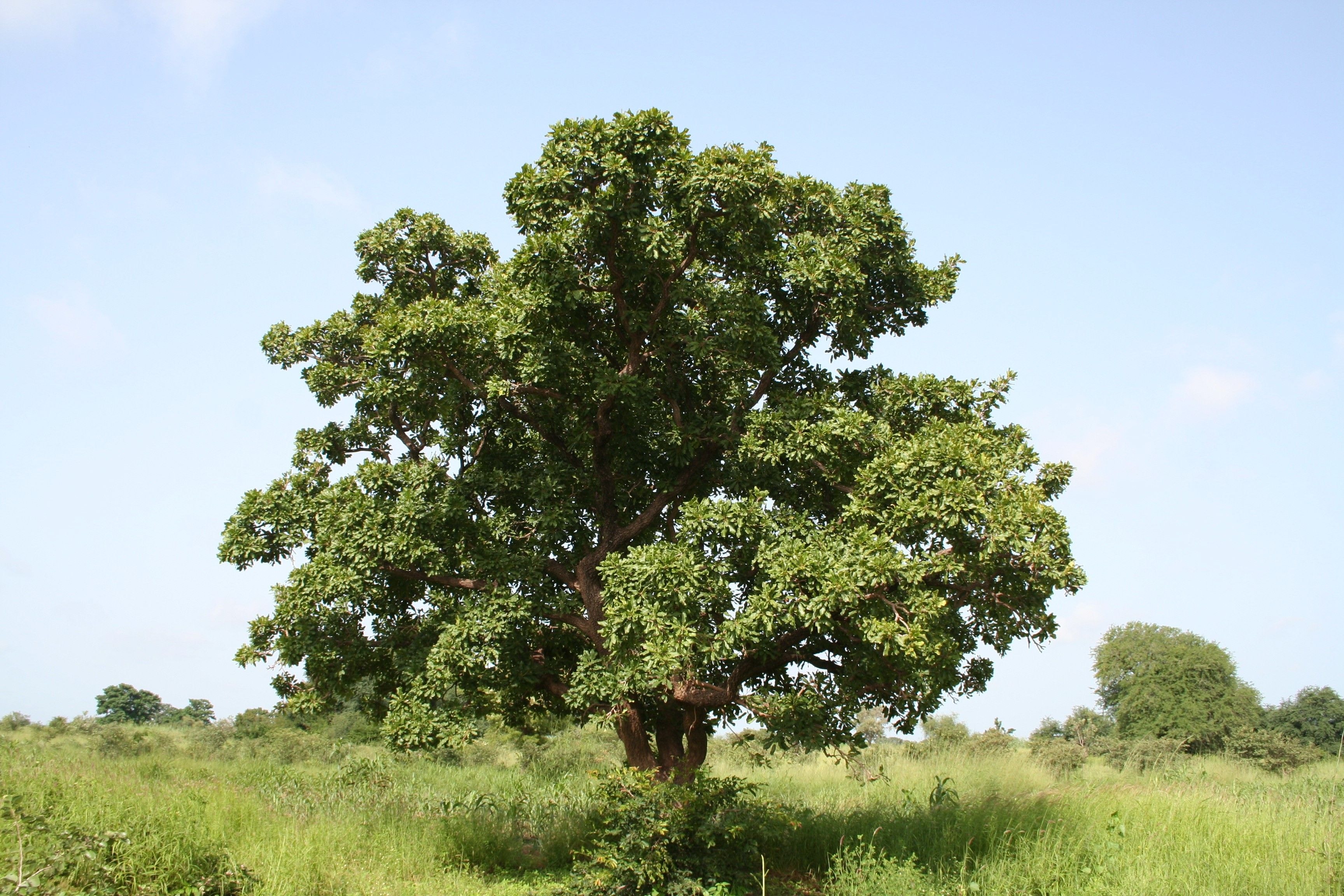Sustaining the shea industry, Bunge Loders Croklaan leads the way