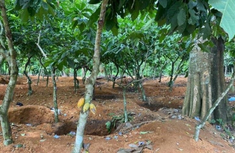 Galamsey destroys 20 acres of cocoa farms weekly