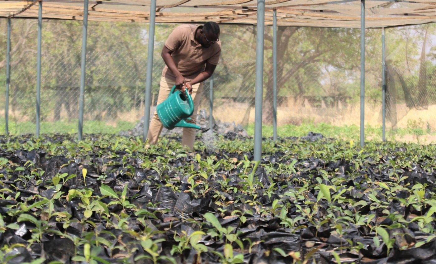 The Green Ghana Dream: COCOBOD planting more than 1.6 million trees in the 2020/2021 crop year