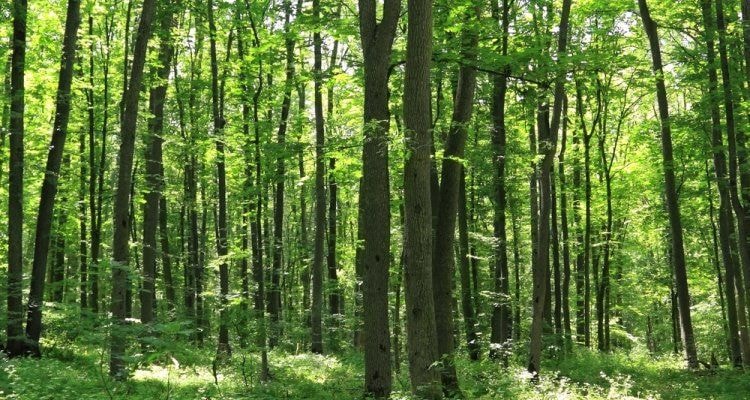 Forest cover sees further decline - Report