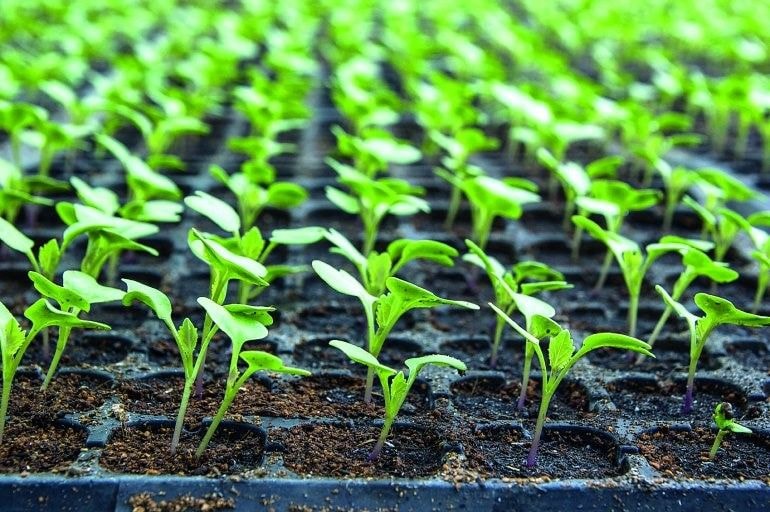Let’s Go Farming – Making a vegetable nursery