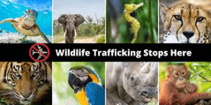 Measure instituted to fight wildlife trafficking