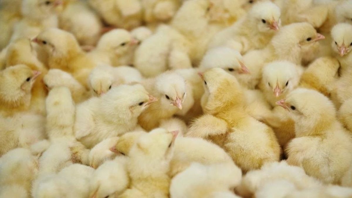 Editorial: When the chickens come home to roost