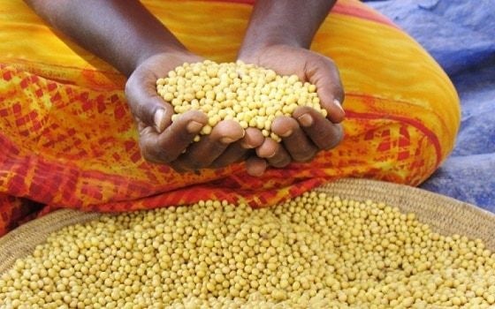 Soya bean processors lament over losing industry to Indians