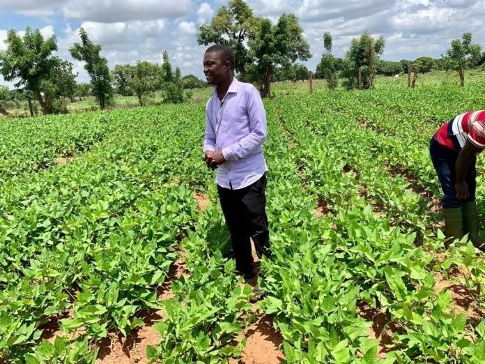 SARI scientists to release first-ever GM beans for commercial production