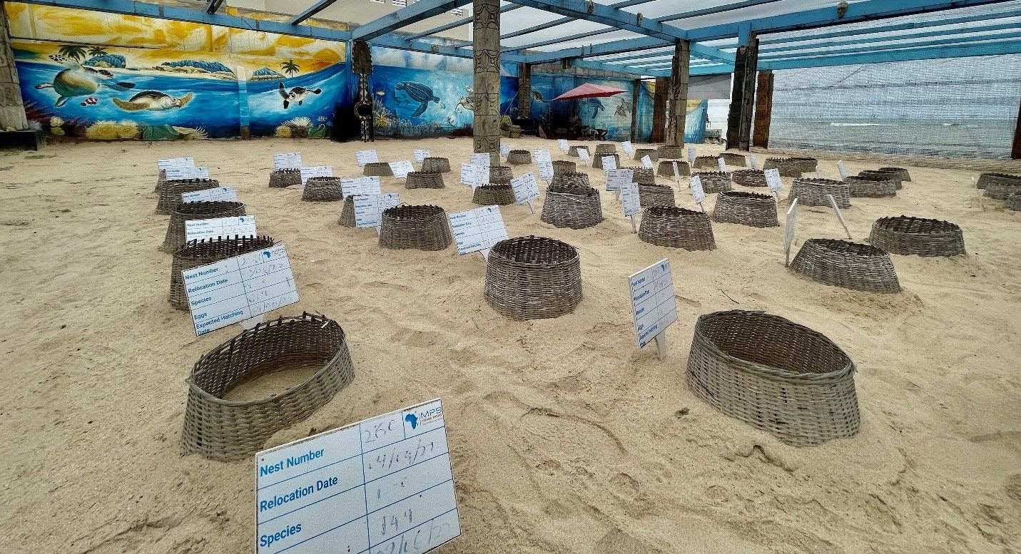 MPS continue to champion conservation of sea turtles