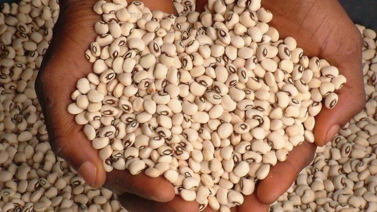 Nat’l Biosafety Authority approves  first GM crop; says it will be of significant benefit