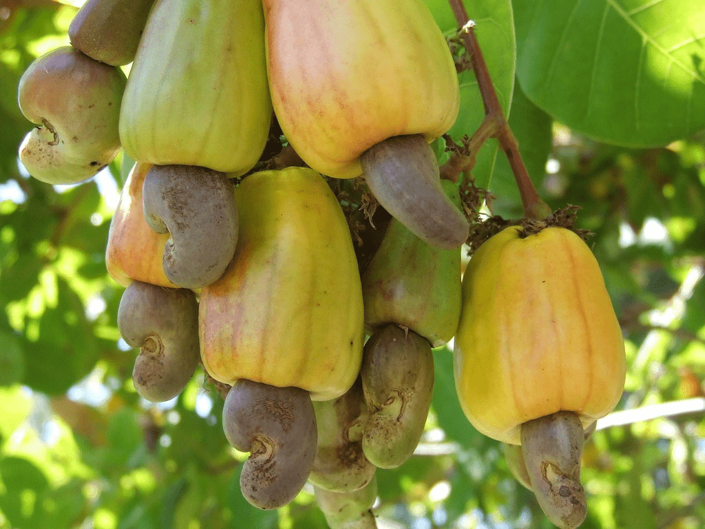 Decline in cashew quality pushes price down