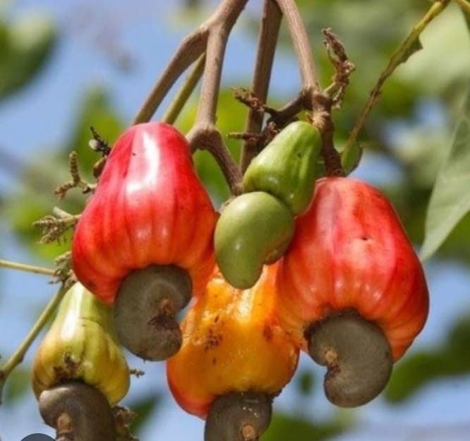 Foreign buyers snub local cashew nuts due to bad practices