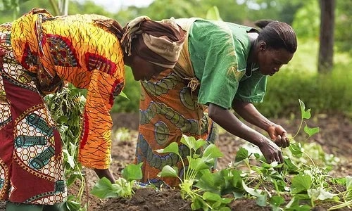 2024 budget falls short of expectation – Peasant farmers