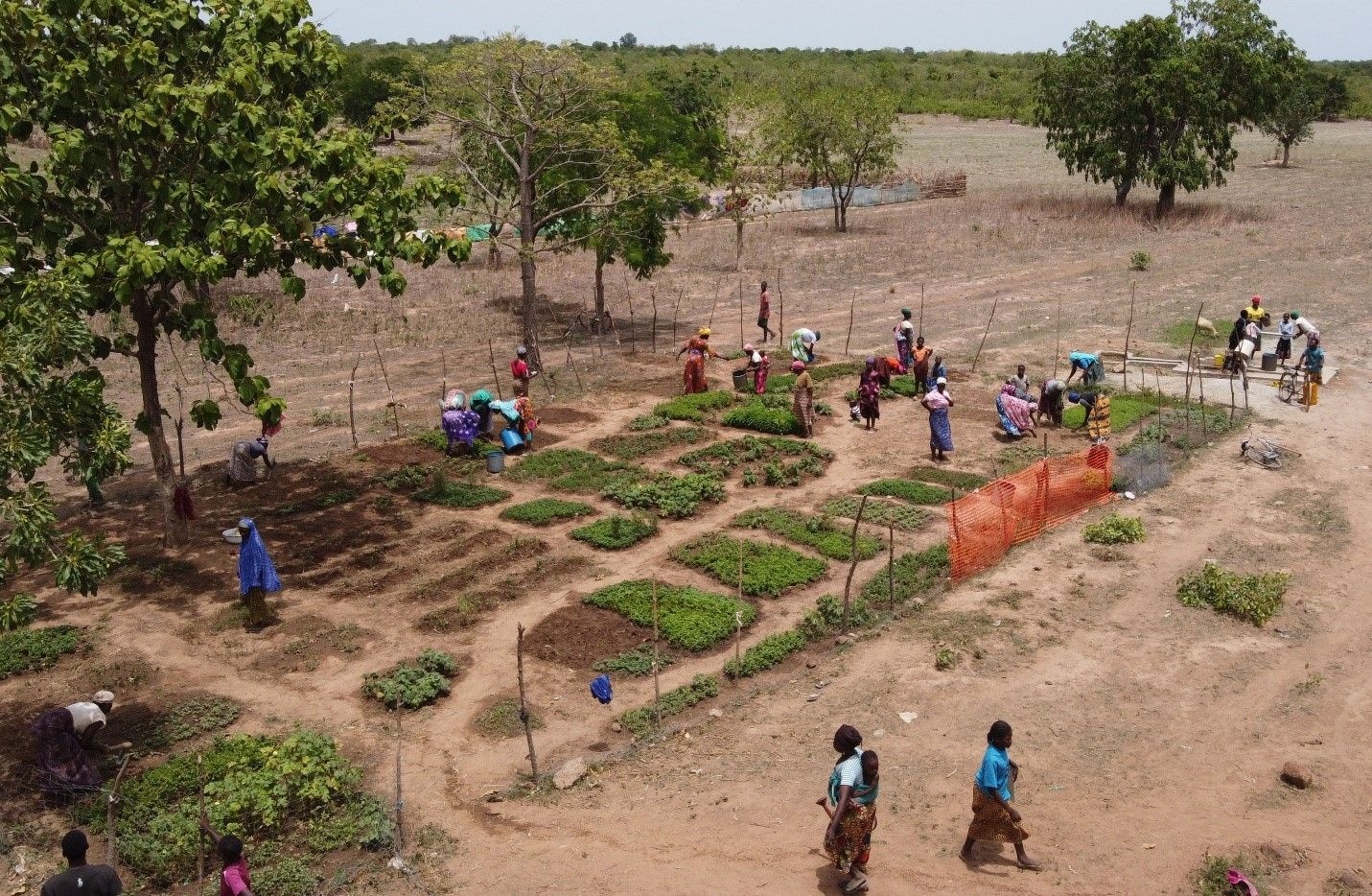 Surviving the impact of climate change through backyard gardening