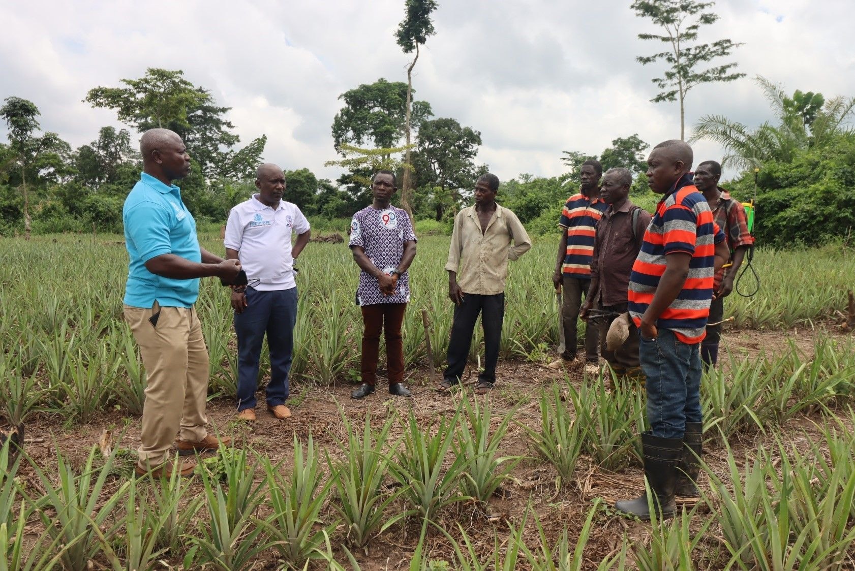 USAID supports pineapple production expansion in Ashanti 