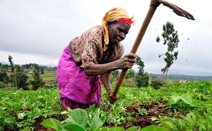 Urban farm vegetables high in mercury, faecal content – study