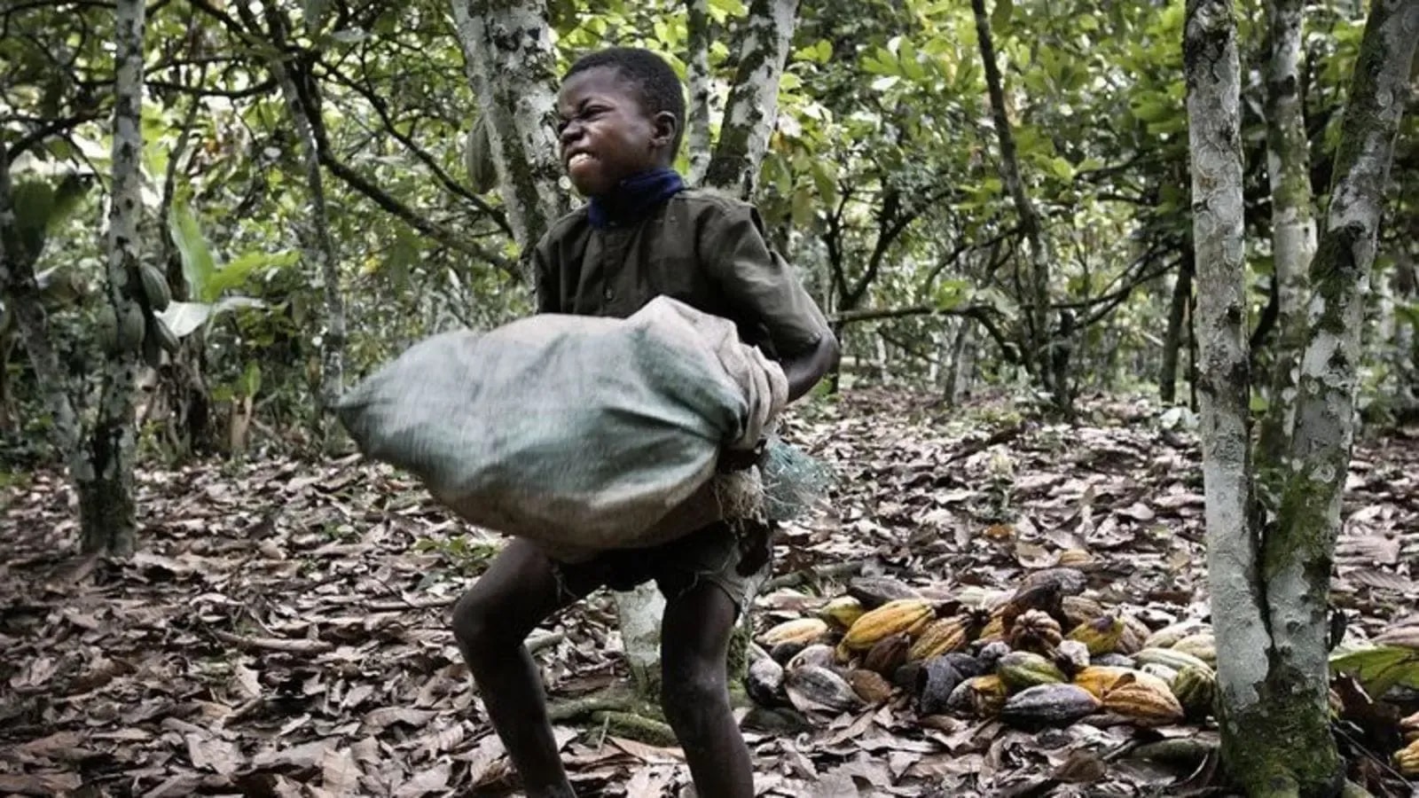 EU takes stand against labour exploitation; cocoa, fisheries sectors risk sanctions