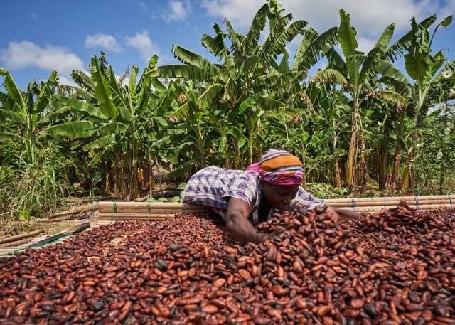 Cocoa exports tumble