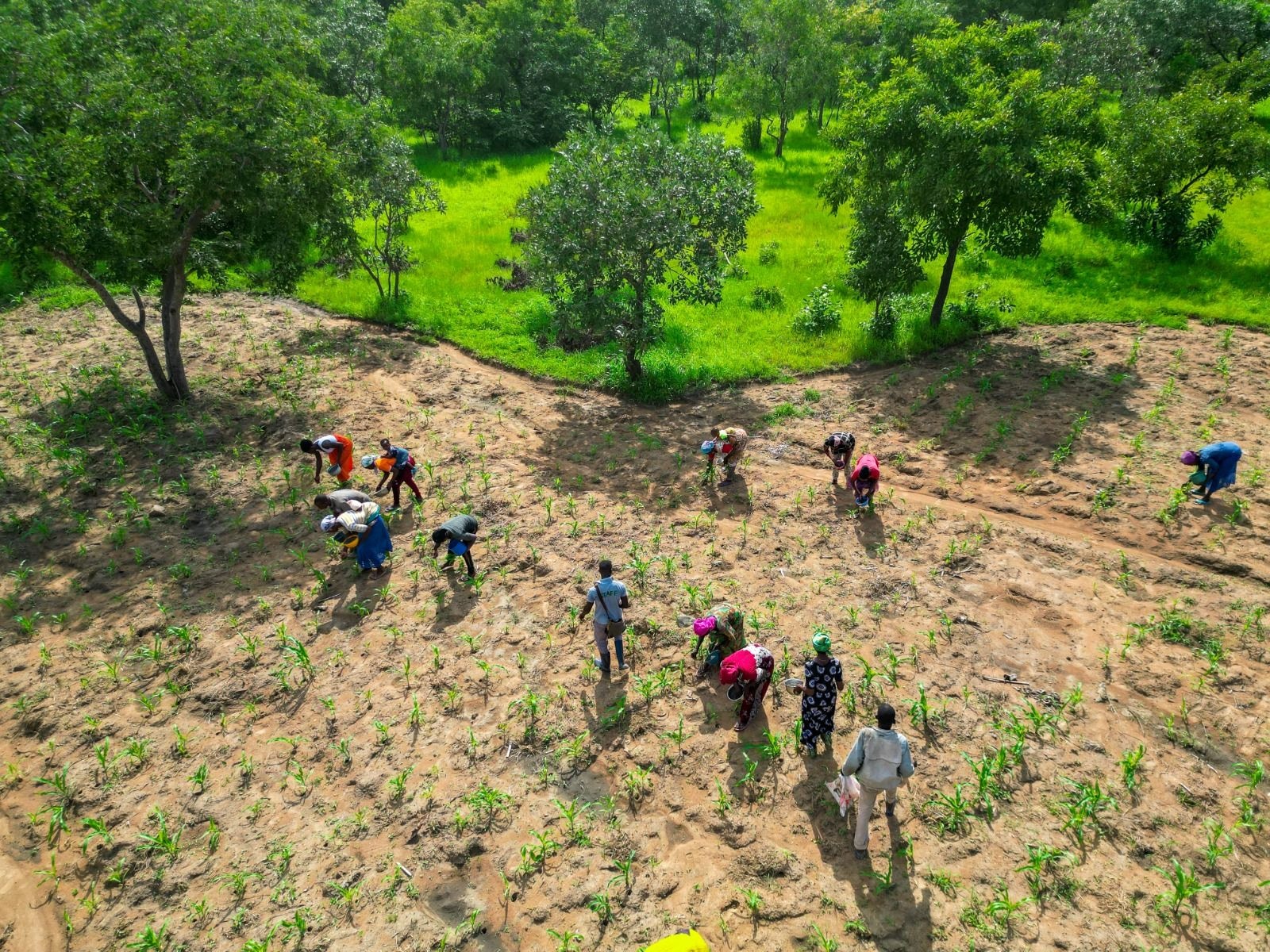 Four ideas that can help Ghana preserve food security when the next drought hits