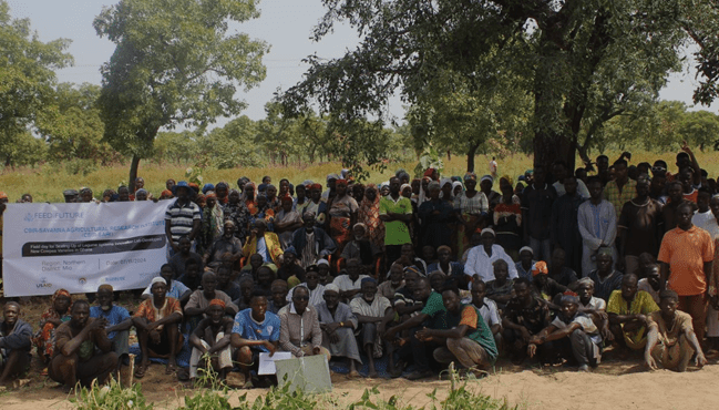CSIR-SARI introduces new cowpea varieties to farmers in Sanzee