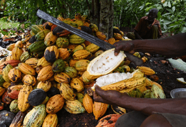 Editorial: Cocoa a cultural heritage asset