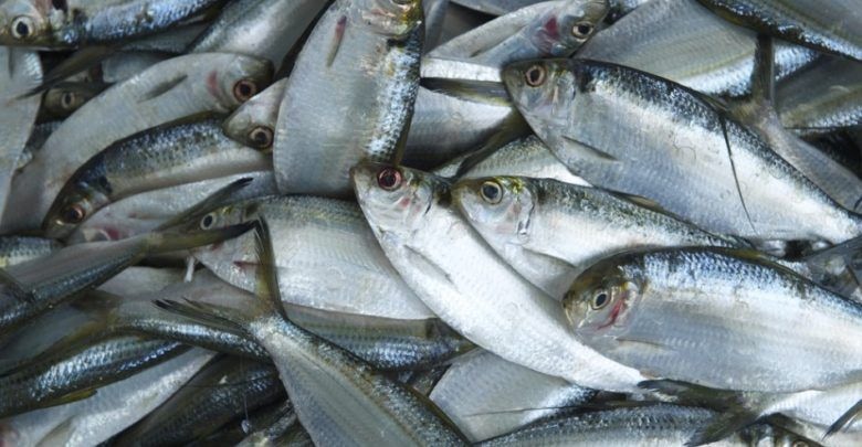 Editorial: Protect dwindling fish stock