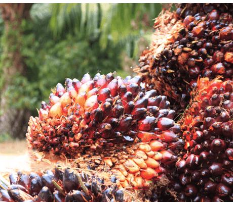 Oil palm sector faces sustainability crisis, as climate, market shocks persist  