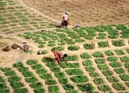 Editorial : Extend assistance to the country’s food producers to avert a calamity