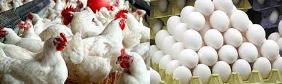 Editorial : Poultry farmers cry for help