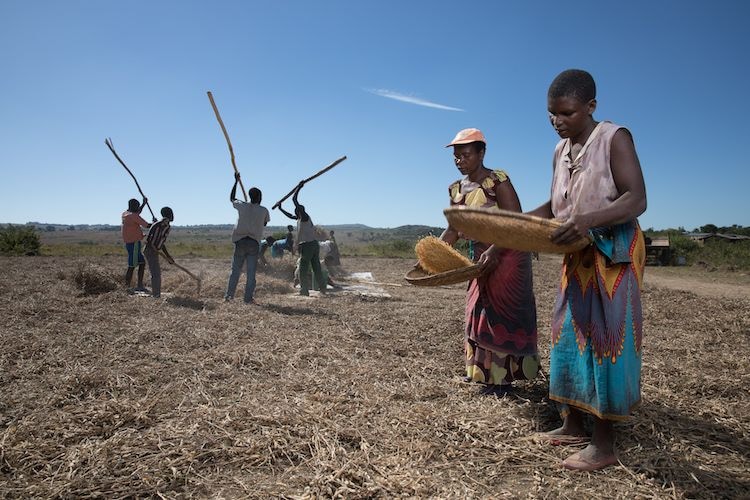 Editorial: MFIs’ peril exacerbated by COVID’s disruption of global supply chains