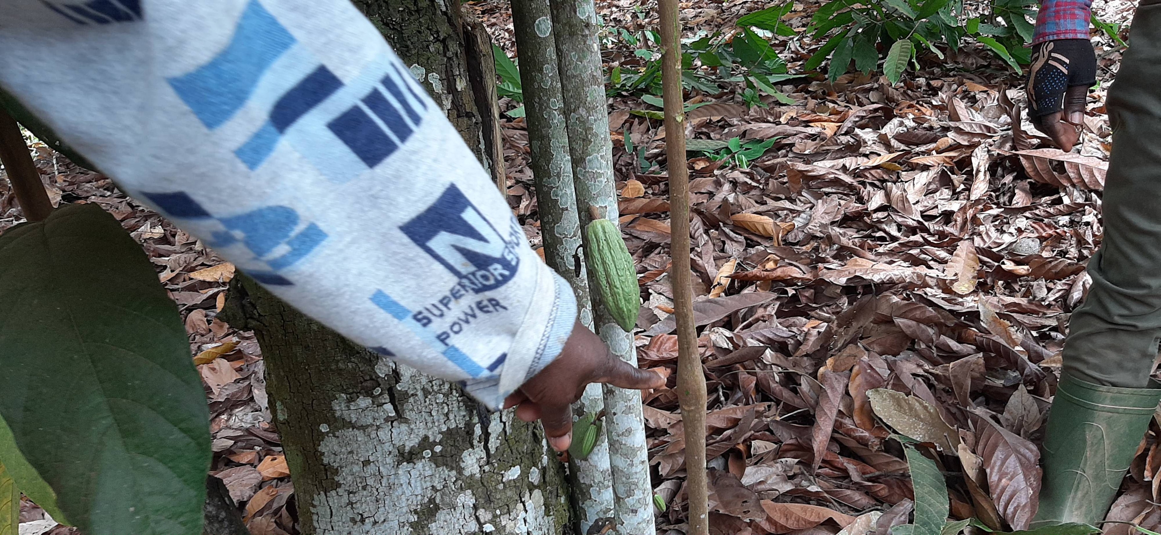 COCOBOD takes steps to revive cocoa production  …Kick-starts massive rehabilitation of farms in Western North and Eastern