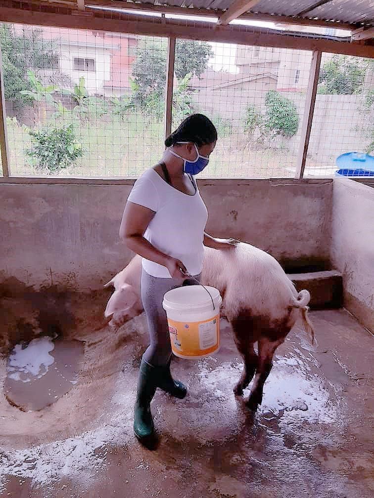 Meet Nana Ama: the beautiful law student who is a pig farmer