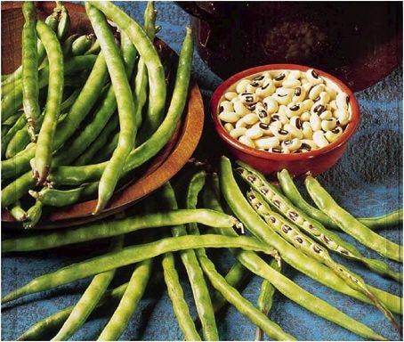 PBR cowpea researchers lauded for maintaining protocols