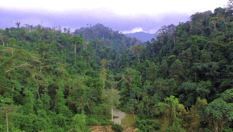 37,000 football fields of forests lost each year - report