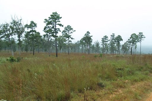 Why savannah woodlands demand critical attention