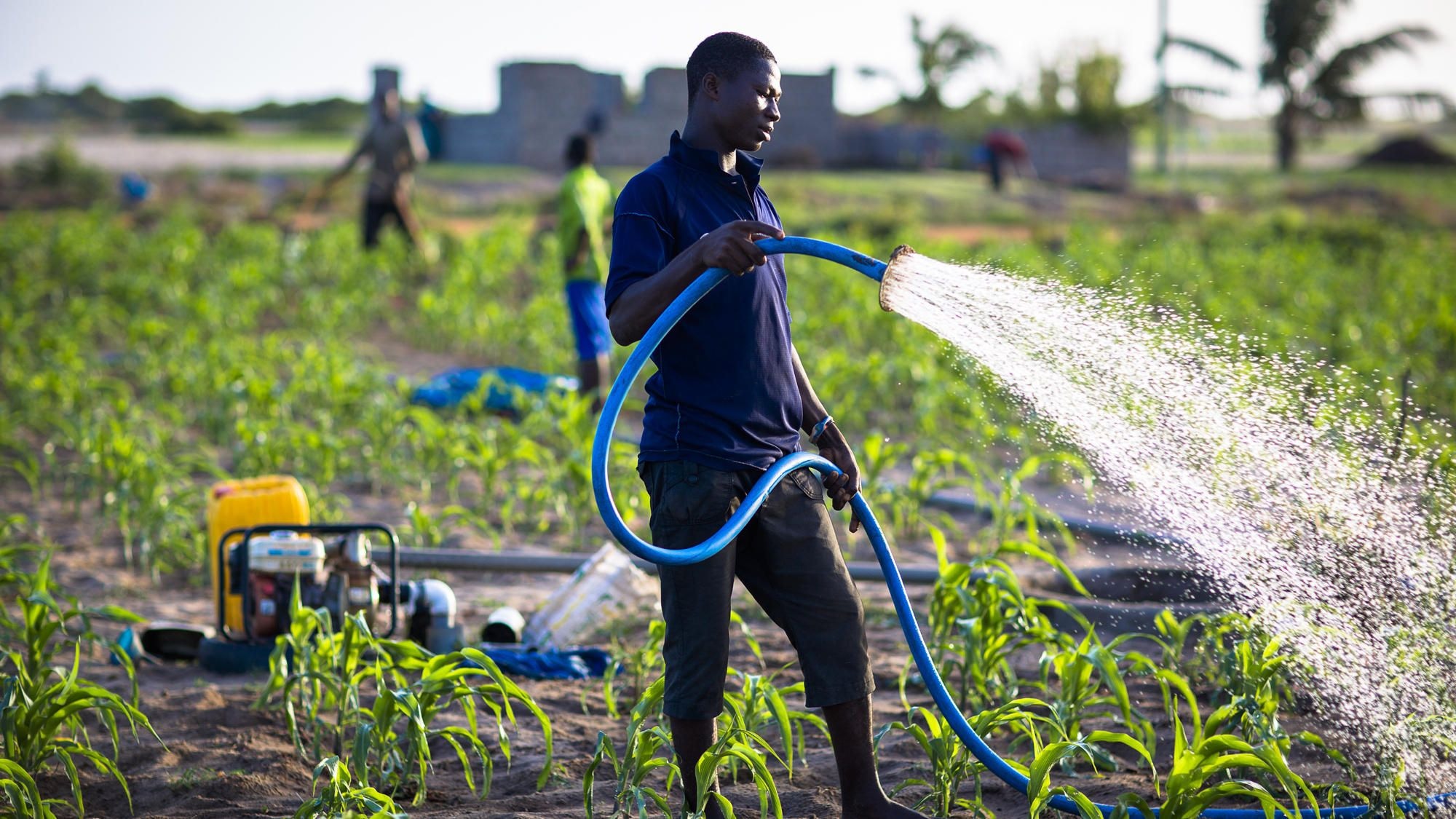 Banks still lack expertise in agric financing – GIRSAL