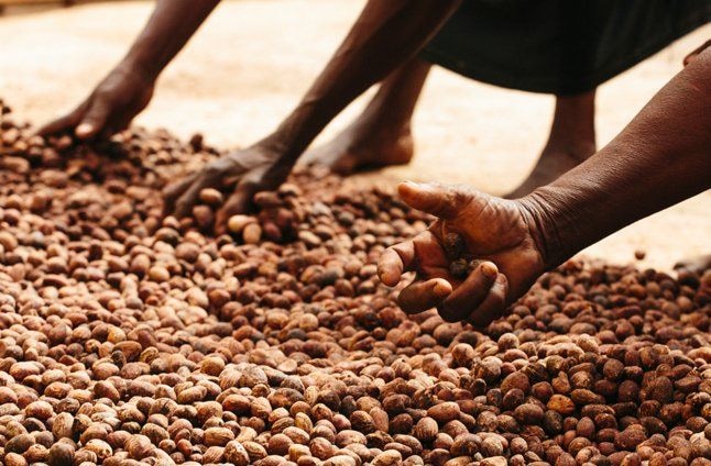 Upfield joins the Global Shea Alliance