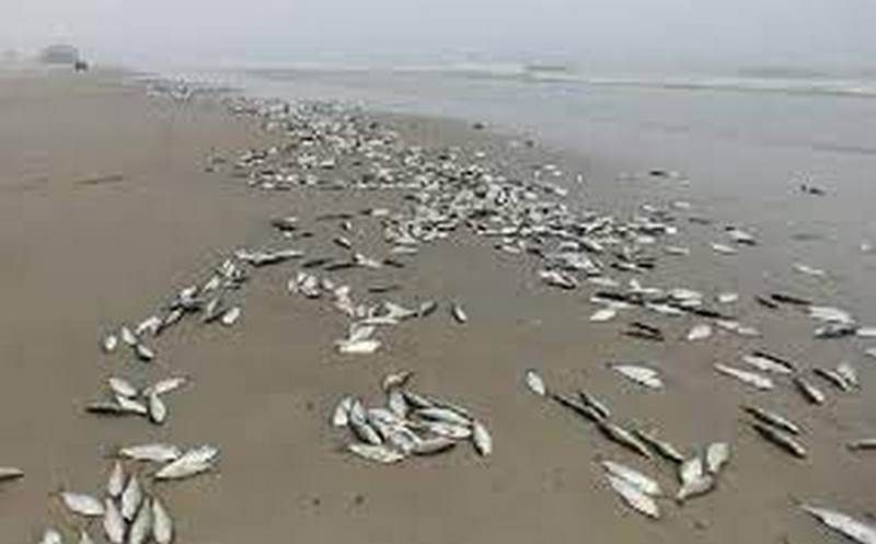 Fish stress responsible for death of fish at Osu Beach—Hawa Koomson