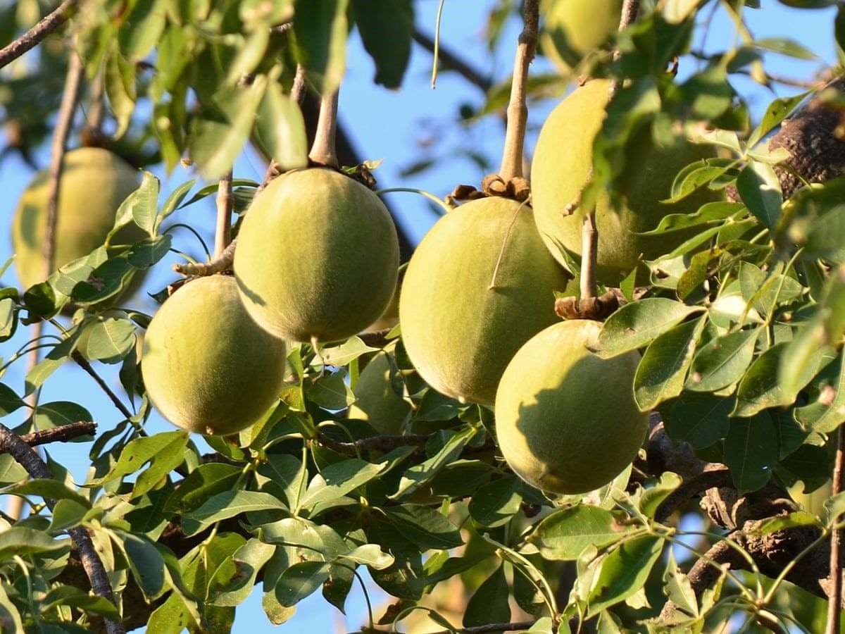 Baobab Fruit: Vitamin C Content 10 times more than oranges