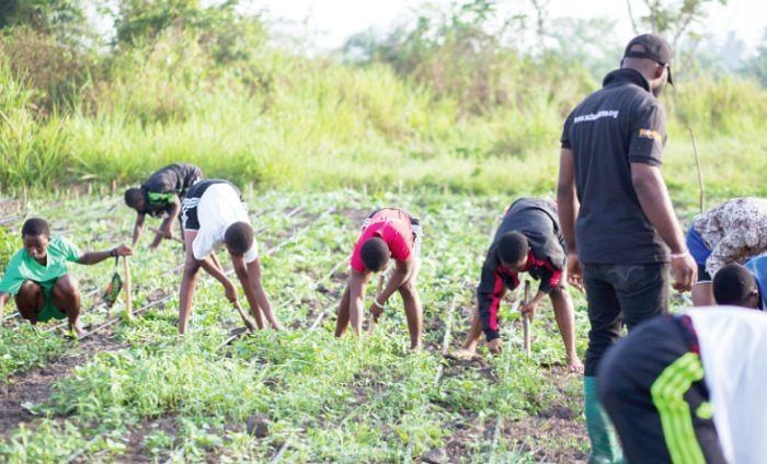 Only 12% of youth in agric use technology – Report