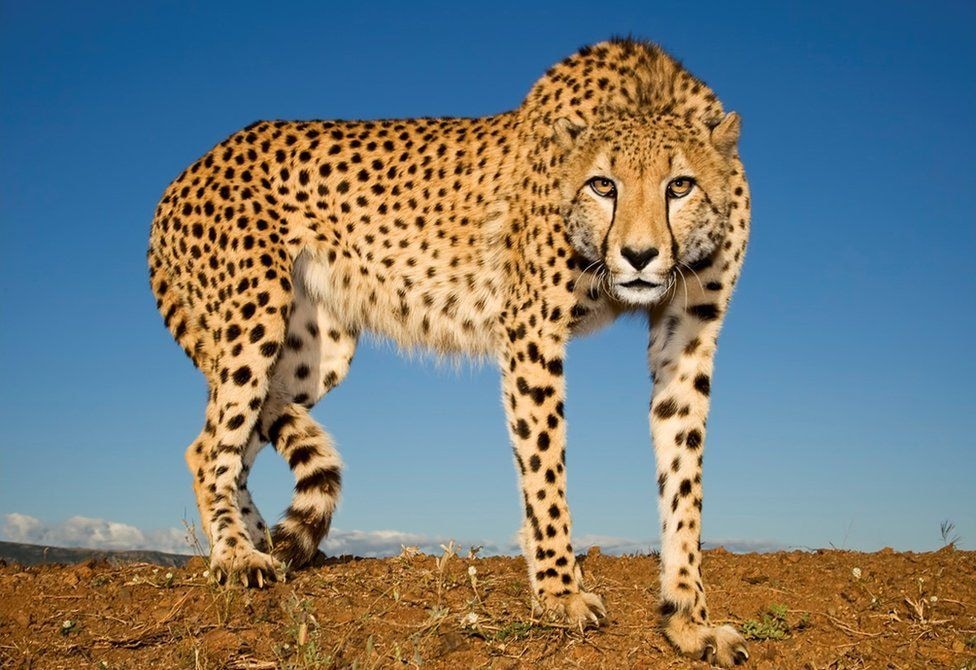 The last stretch: the Cheetah’s strategic vision definition