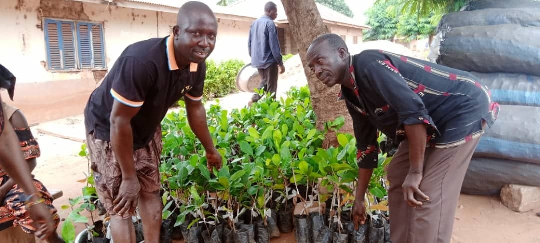 Farmers in 8 districts receive 19,000 cashew seedlings from CNFA