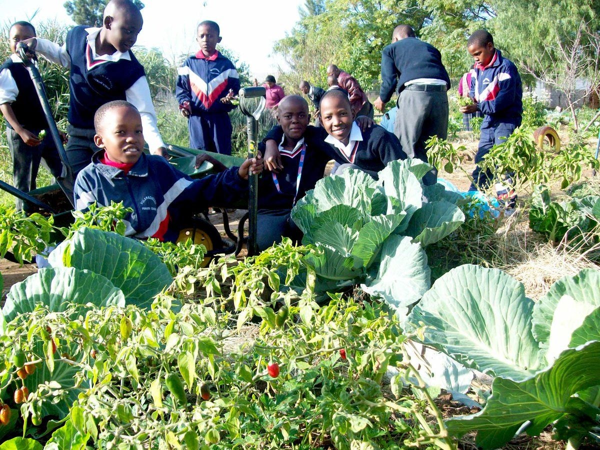 Let’s go farming: Values of school garden-stories from my junior gardeners