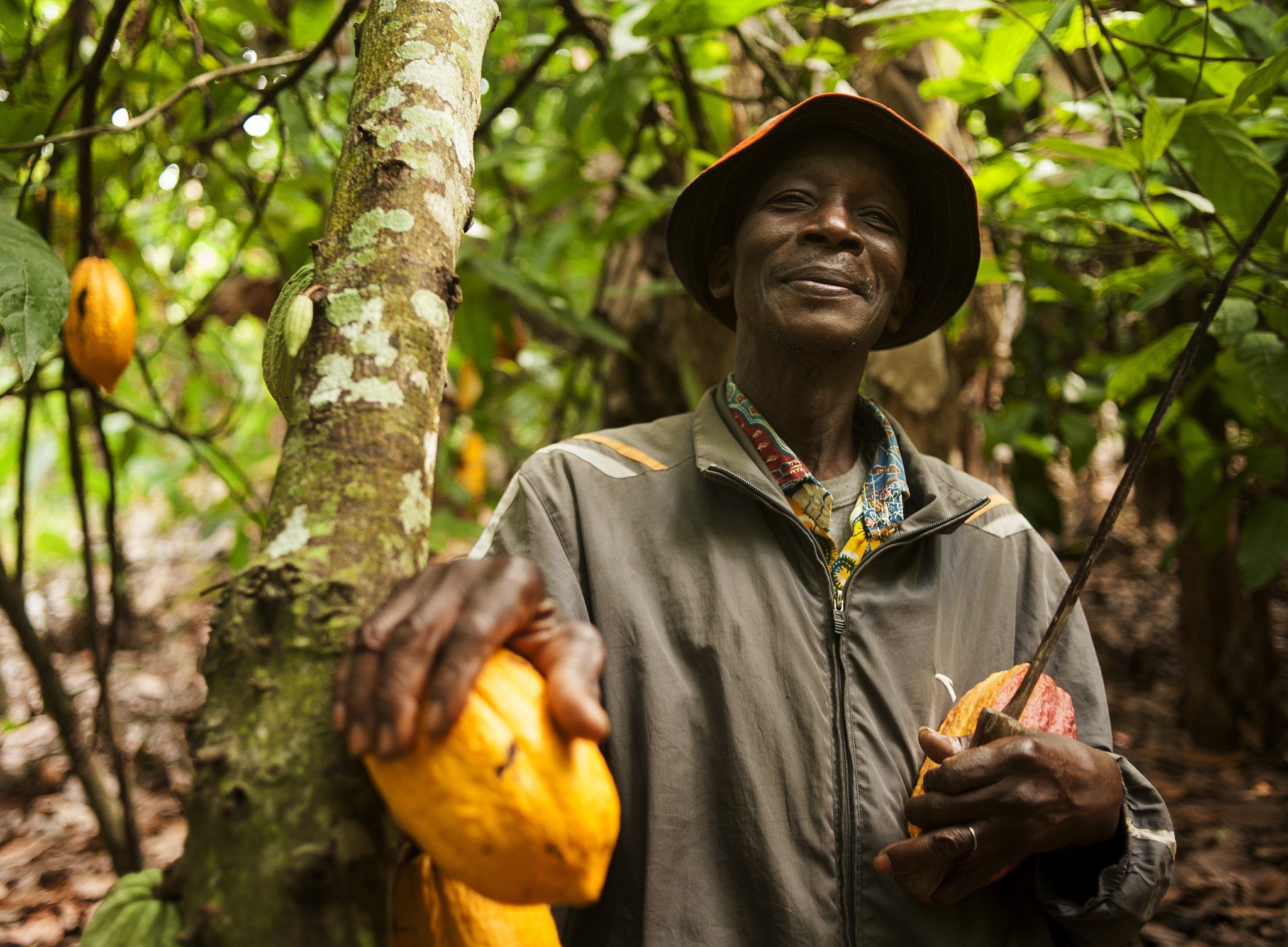 Is a potential “COPEC” potent at protecting cocoa farmers?